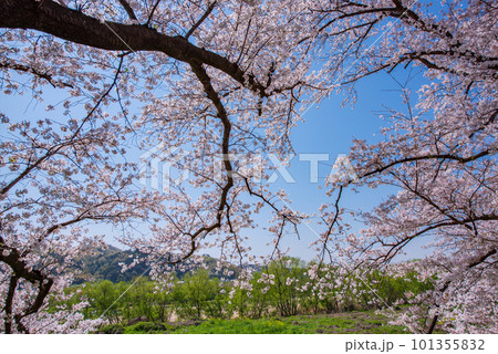 京都府八幡市　背割提の青空に映える満開の桜 101355832