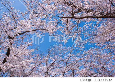 京都府八幡市　背割提の青空に映える満開の桜 101355932