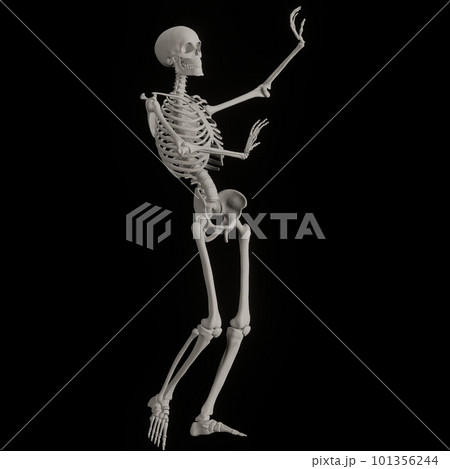 ポーズをとる人体の骸骨さん黒バック 101356244