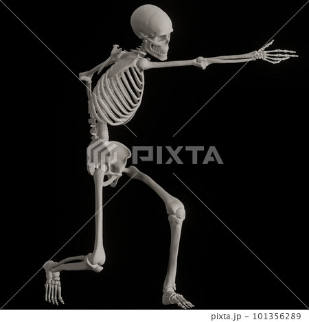 ポーズをとる人体の骸骨さん黒バック ポーズをとる人体の骸骨さん黒バック 101356289