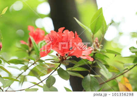 ケラマツツジ　赤いつつじの花 101356298