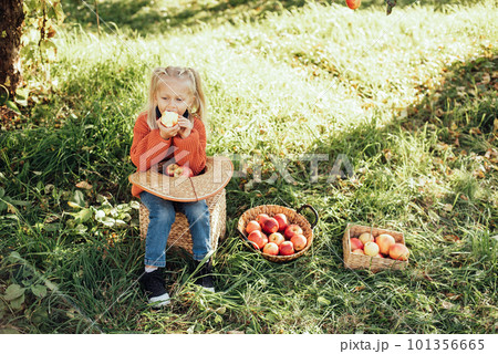 Child picking apples on farm in autumn. Little girl playing in tree orchard. Healthy nutrition. Cute little girl eating red delicious fruit. Harvest Concept. Apple picking. Child picking apples on farm in autumn. Little girl playing in tree orchard. Healthy nutrition. Cute little girl eating red delicious fruit. Harvest Concept. Apple picking. 101356665
