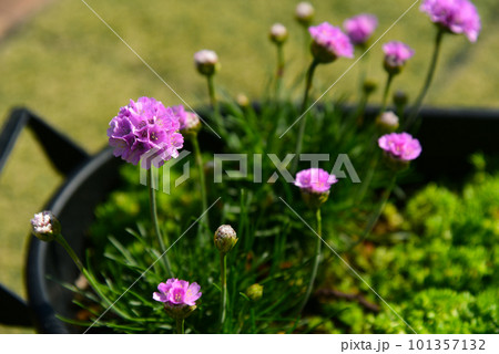 早春のバルコニーに咲く ピンクの花がかわいいアルメリア プランターでかんたんガーデニング 早春のバルコニーに咲く ピンクの花がかわいいアルメリア プランターでかんたんガーデニング 101357132