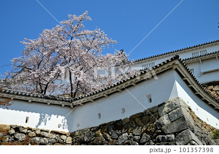 姫路城壁と桜 101357398