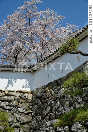 姫路城壁と桜 101357399