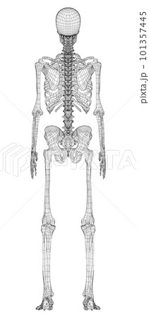 Human skeleton. 3d illustration Human skeleton. 3d illustration 101357445