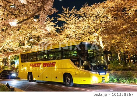 ミッドタウン　桜並木のライトアップ 101358267