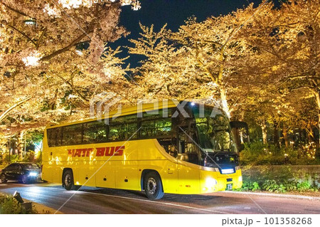 ミッドタウン　桜並木のライトアップ 101358268