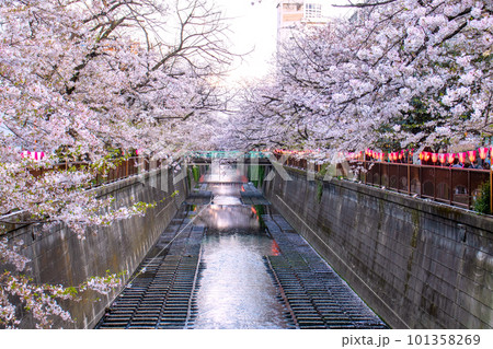 目黒川の満開の桜 101358269