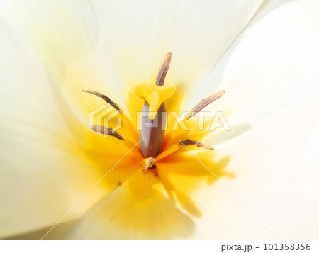 Adding a little colour to springtime. beautiful flowers. 101358356