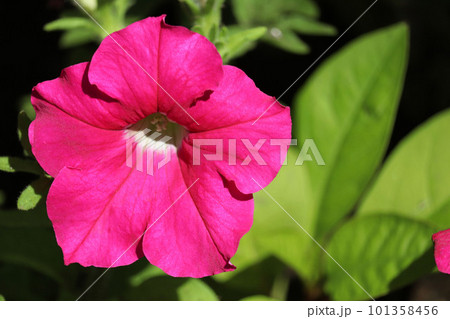 夏に咲くピンク色の花 夏に咲くピンク色の花 101358456