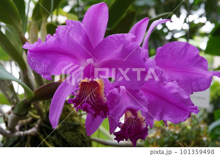 カトレヤ・リューデマンニアナ　Cattleya lueddemanniana　カトレアの原種 101359498