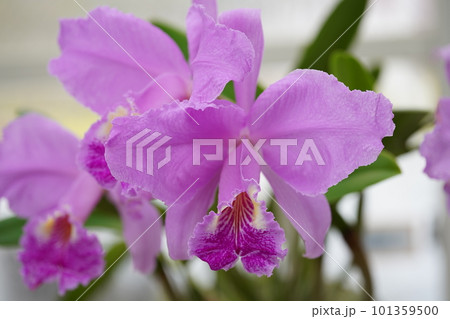 カトレヤ・リューデマンニアナ　Cattleya lueddemanniana　カトレアの原種 101359500