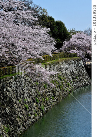 姫路城の水堀(城壁)と桜 姫路城の水堀(城壁)と桜 101359558