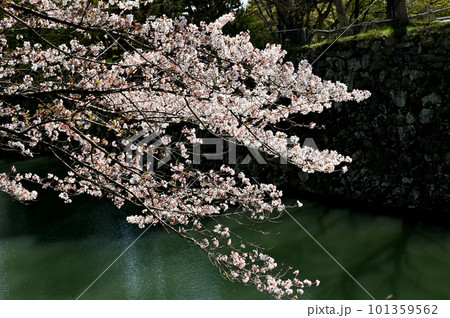 姫路城の水堀(城壁)と桜 姫路城の水堀(城壁)と桜 101359562