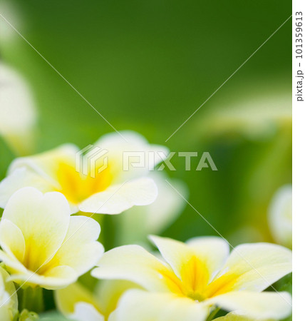 Spring flowers, leaf and green mockup of a primrose with in a garden or nature environment. Flower growth, plant life and floral plants growing in a natural background park field with mock up 101359613