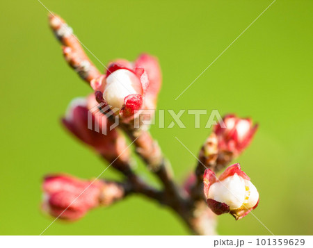 Nature, plant and flowers against a green background during the growth, blooming and development stage. Beauty, zen and hope of a growing plum tree in a sustainable environment or garden in spring Nature, plant and flowers against a green background during the growth, blooming and development stage. Beauty, zen and hope of a growing plum tree in a sustainable environment or garden in spring 101359629