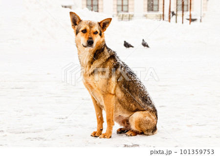 beautiful red-haired courtyard dog on snow 101359753
