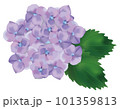 6月　綺麗な薄紫色の紫陽花のイラスト 101359813