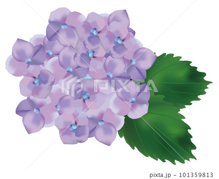 6月 綺麗な薄紫色の紫陽花のイラスト 6月 綺麗な薄紫色の紫陽花のイラスト 101359813