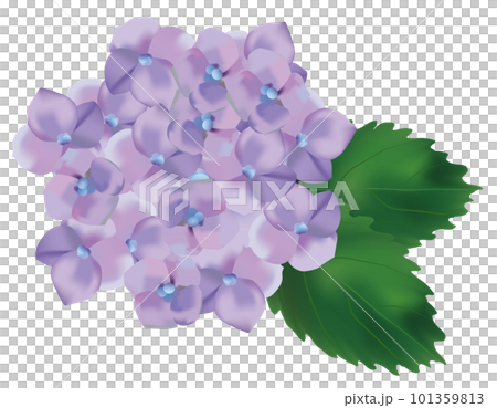 6月 綺麗な薄紫色の紫陽花のイラスト 6月 綺麗な薄紫色の紫陽花のイラスト 101359813