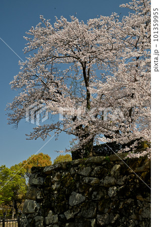 姫路城の老木桜 姫路城の老木桜 101359955