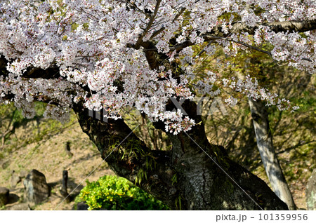 姫路城の老木桜 姫路城の老木桜 101359956