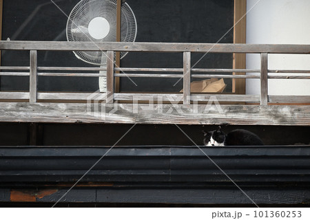 屋根の上に登った猫 101360253