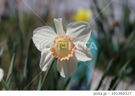 春の陽射しを浴びて咲く白い大杯スイセンの花 101360327
