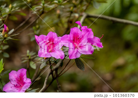 Delicate Pink Rhododendron Simsii Blossom 101360370