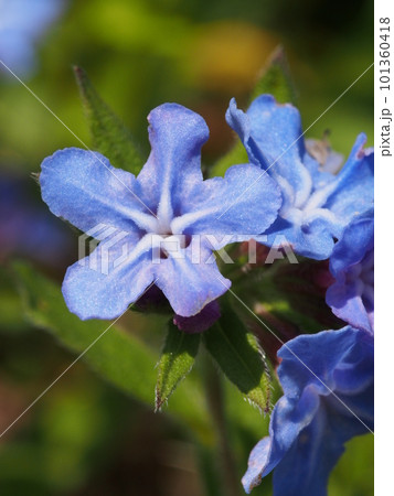 ホタルカズラの青紫色の花 ホタルカズラの青紫色の花 101360418