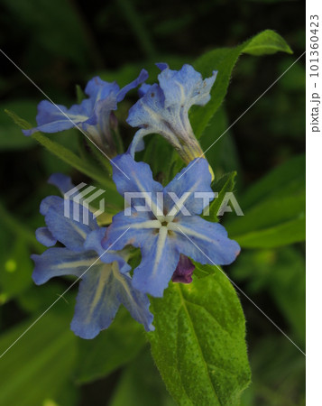 ホタルカズラの青紫色の花 ホタルカズラの青紫色の花 101360423