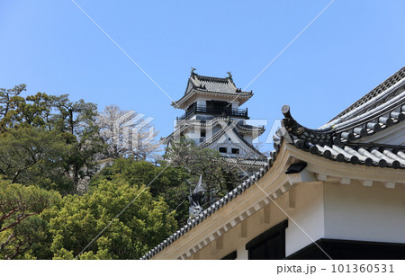 春、桜満開の高知城（追手門前から見上げる天守） 101360531