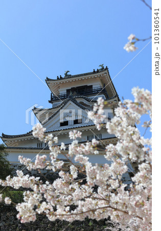 杉ノ段から見上げる春の高知城天守 101360541