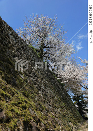 春の高知城、三の丸の石垣と桜 春の高知城、三の丸の石垣と桜 101360569