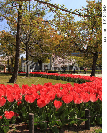原爆ドームのチューリップ 101360648