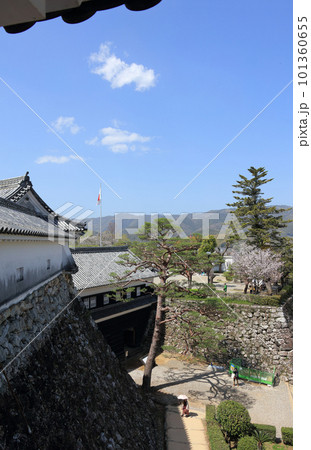 桜咲く春の高知城、天守1階から見る東多聞、詰門と二ノ丸 101360655
