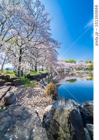 「埼玉県」見沼氷川公園の桜　見沼田んぼ 101360666