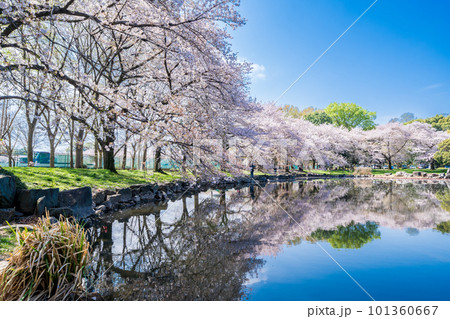 「埼玉県」見沼氷川公園の桜　見沼田んぼ 101360667