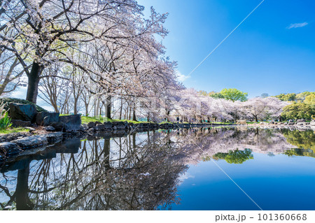 「埼玉県」見沼氷川公園の桜 見沼田んぼ 「埼玉県」見沼氷川公園の桜 見沼田んぼ 101360668
