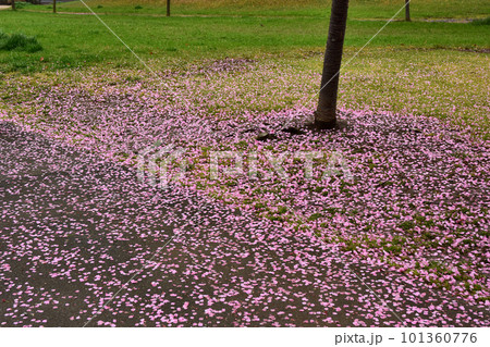 茨城県水戸市　春の逆川緑地公園 101360776