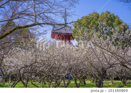 京都 大覚寺の梅林 京都 大覚寺の梅林 101360869