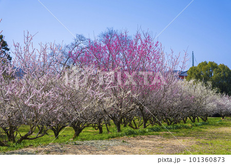 京都　大覚寺の梅林 101360873