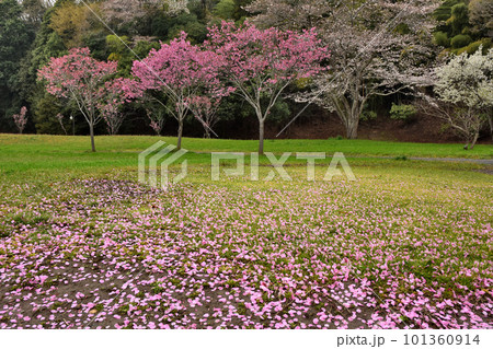 茨城県水戸市 春の逆川緑地公園 茨城県水戸市 春の逆川緑地公園 101360914