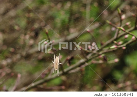 生き物　蜘蛛　コガネグモダマシ、特徴のなさそうなクモですがよく見ると細かい模様が美しい 101360941