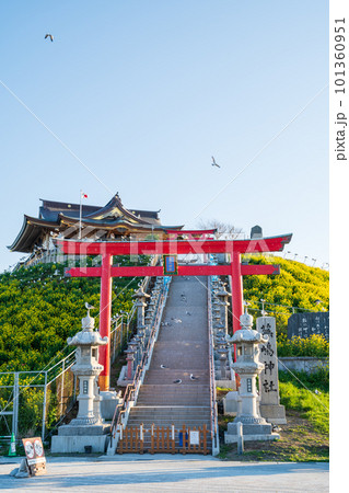 「青森県」蕪島神社・八戸市 101360951