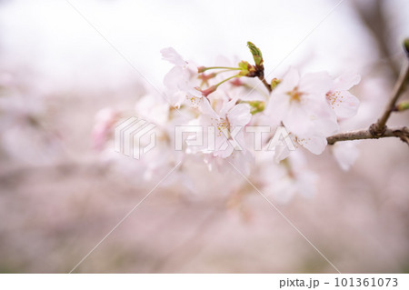 ふんわりした桜 101361073