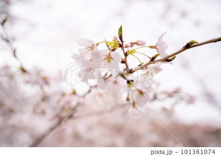 春の光を浴びる桜 101361074