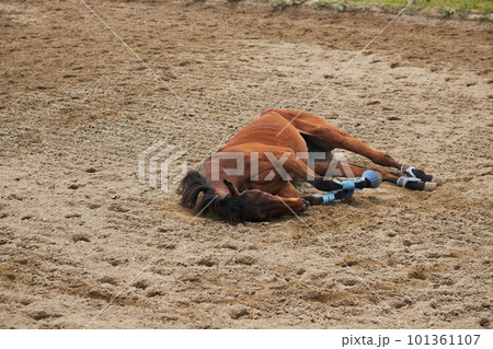 乗馬クラブの馬が広場で砂浴びしている様子 乗馬クラブの馬が広場で砂浴びしている様子 101361107