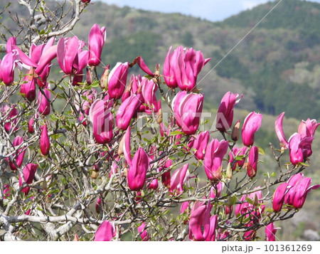 満開のシモクレンの花 101361269